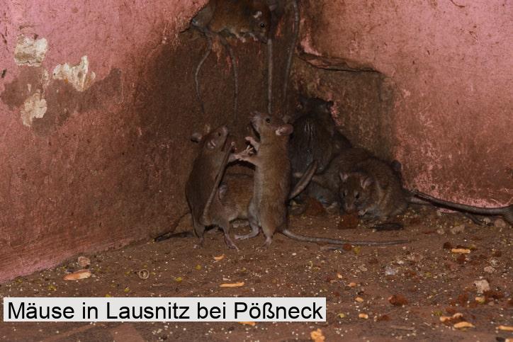 Mäuse in Lausnitz bei Pößneck